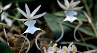 Ghost Orchid