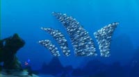 The moonfish showing the way to Sydney